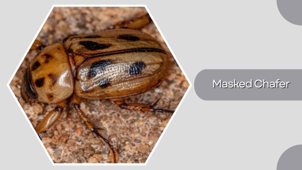 Masked Chafer