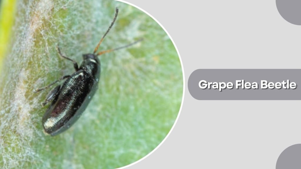 Grape Flea Beetle