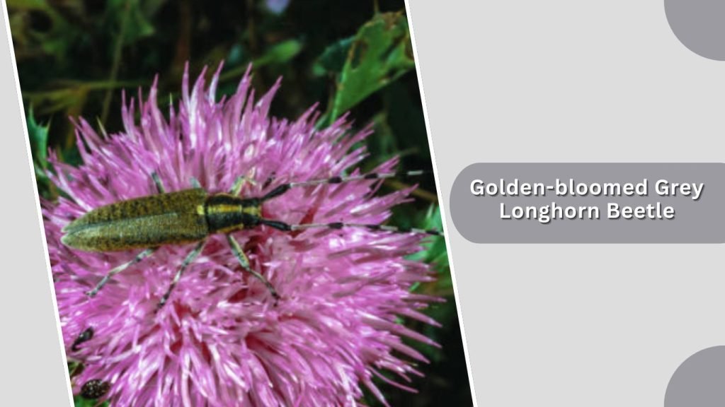 Golden-bloomed Grey Longhorn Beetle