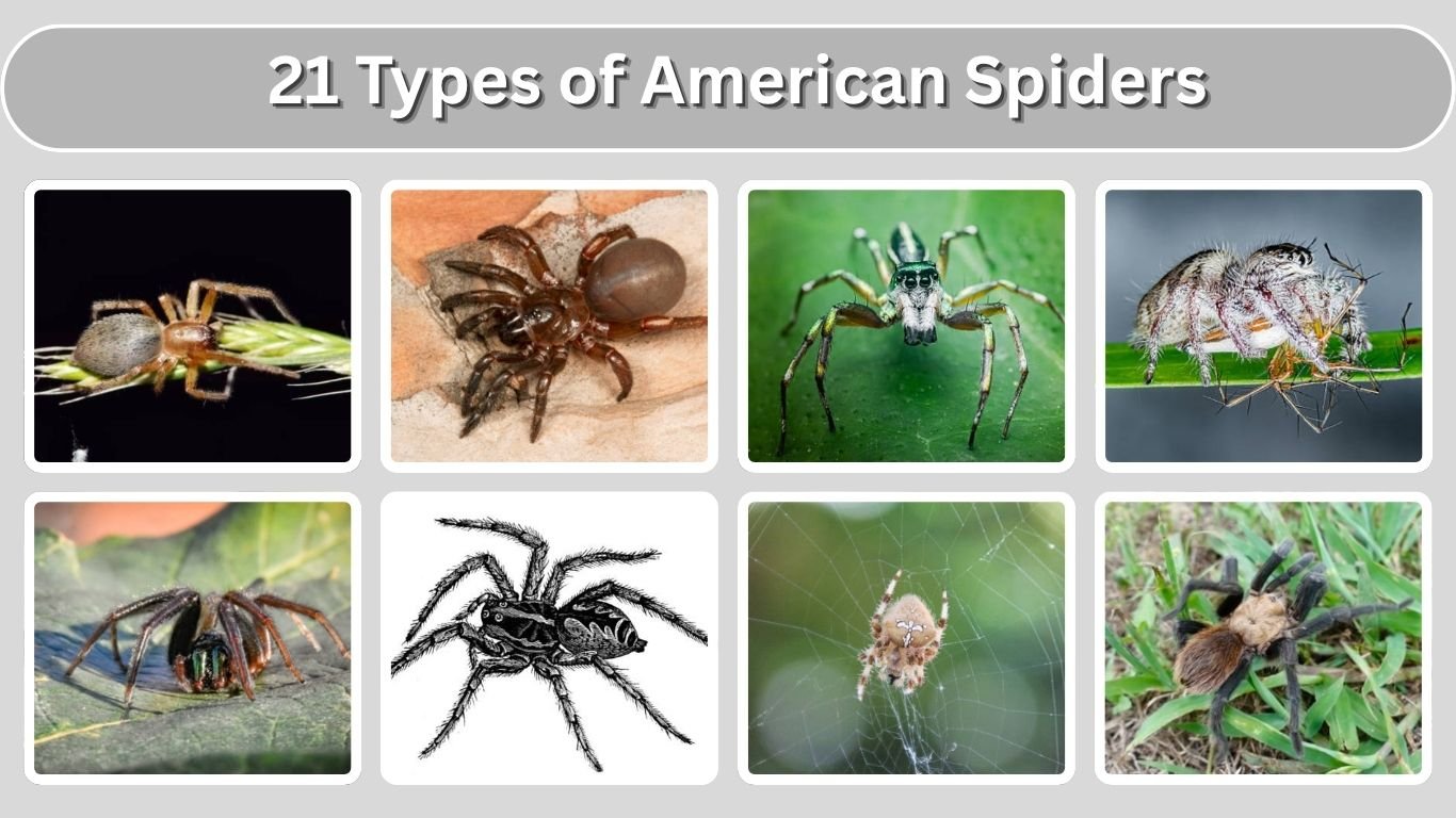 21 Types of American Spiders: Identification with Picture