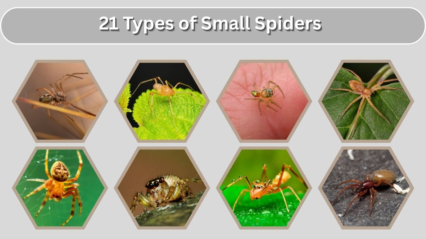 21 Types of Small Spiders: Identification with Picture