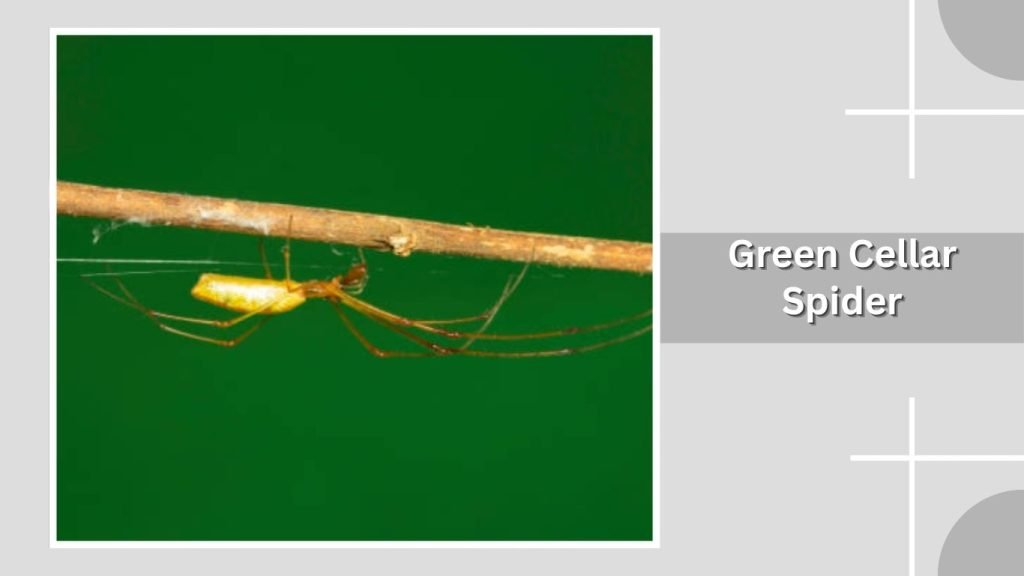 Green Cellar Spider