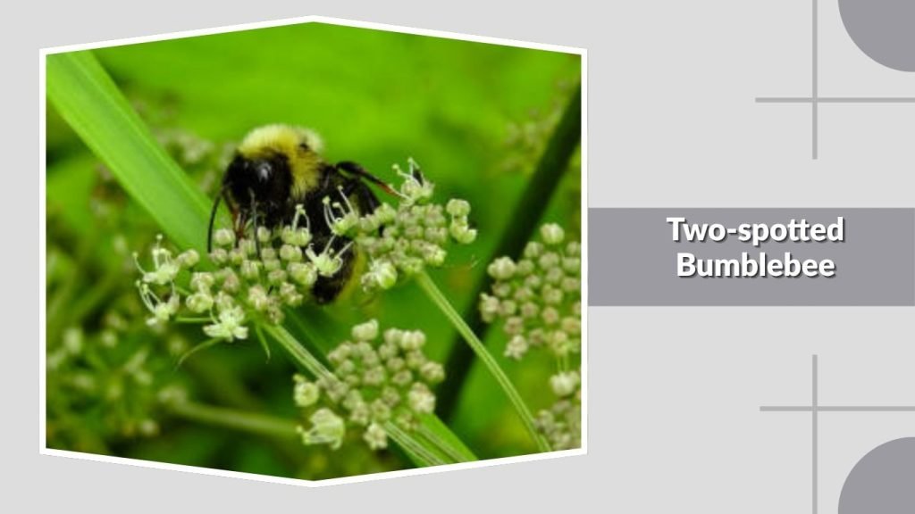 Two-spotted Bumblebee