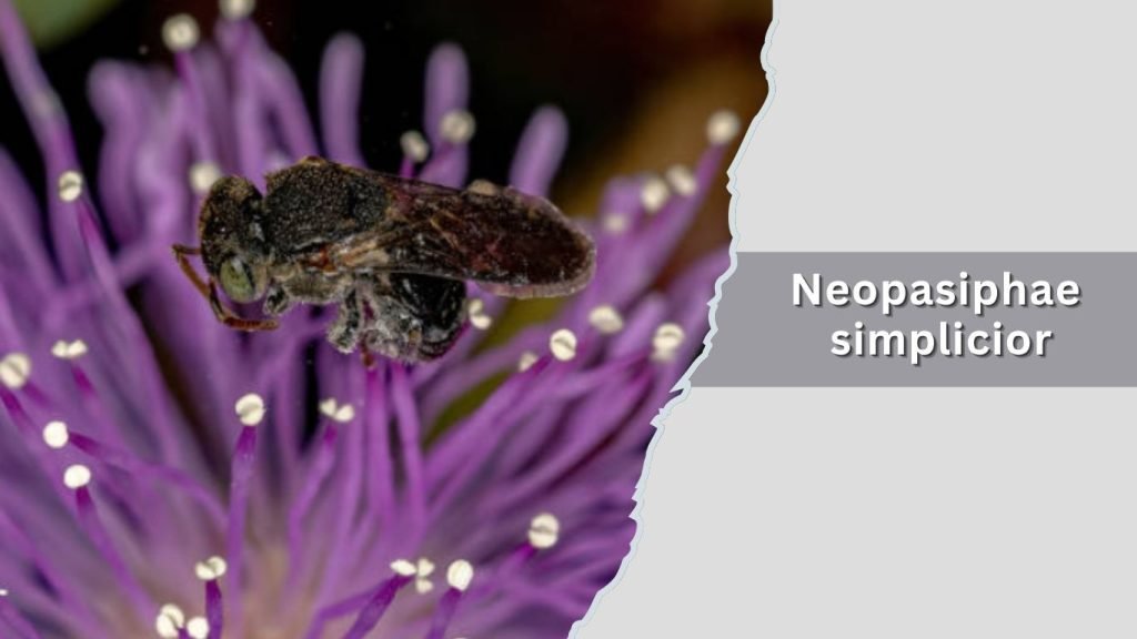 Neopasiphae simplicior