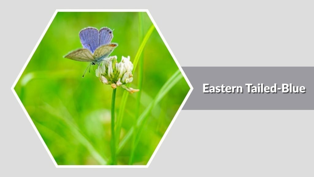 Eastern Tailed-Blue