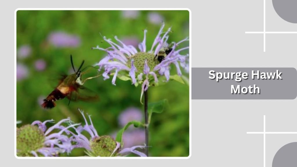 Spurge Hawk Moth