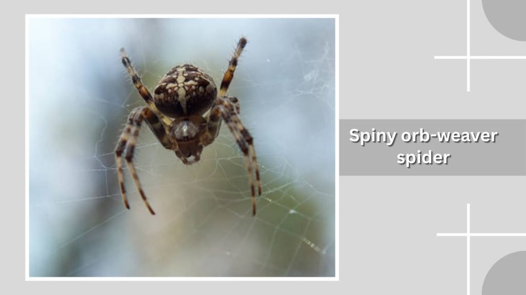 Spiny orb-weaver spider