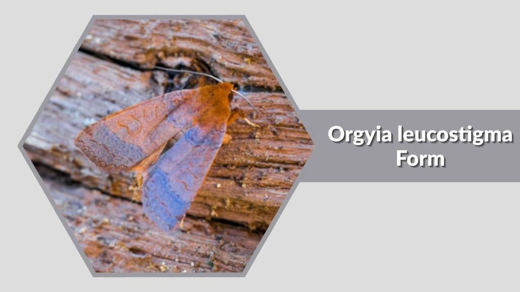 Orgyia leucostigma Form