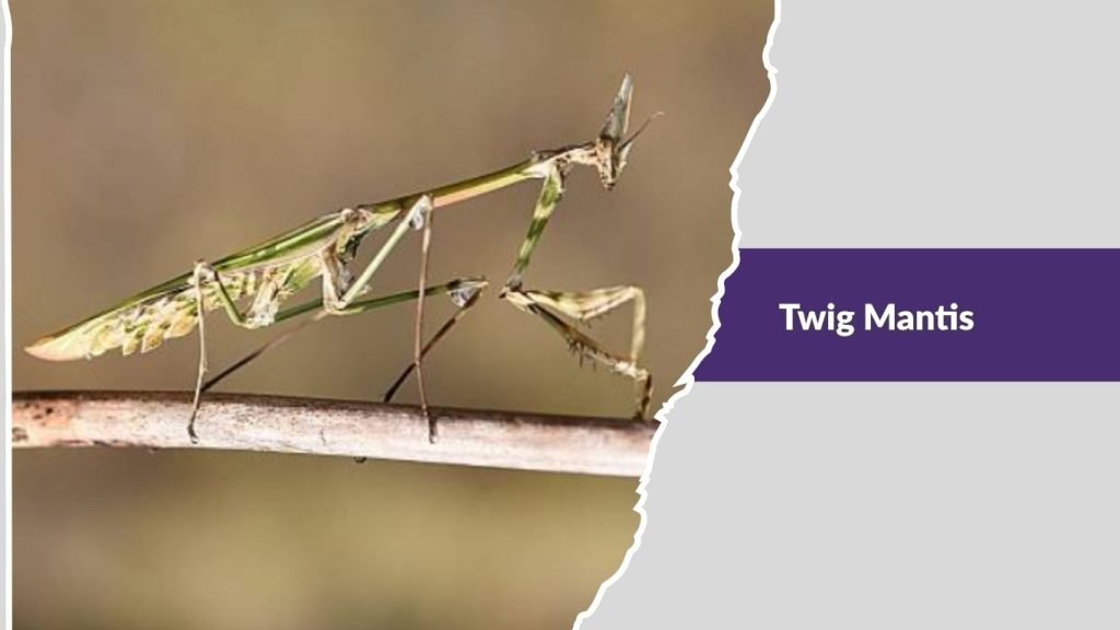 Twig Mantis