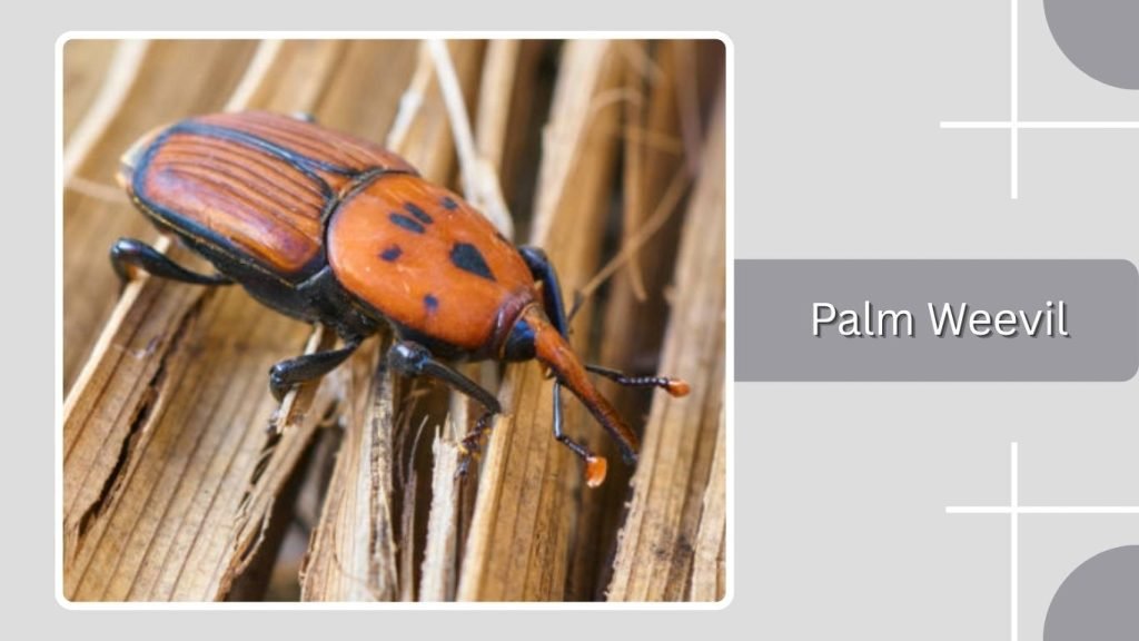  Palm Weevil
