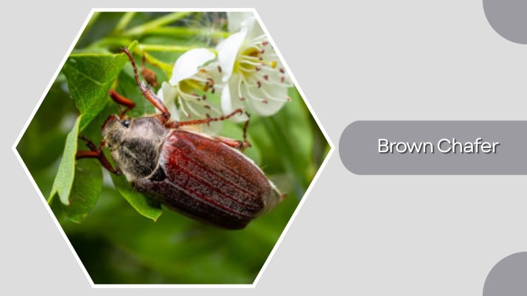 Brown Chafer