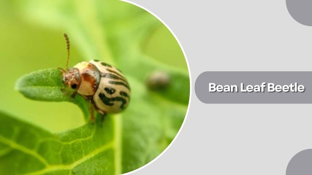 Bean Leaf Beetle