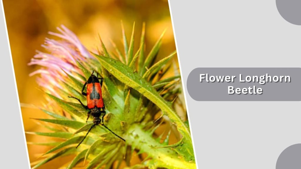 Flower Longhorn Beetle