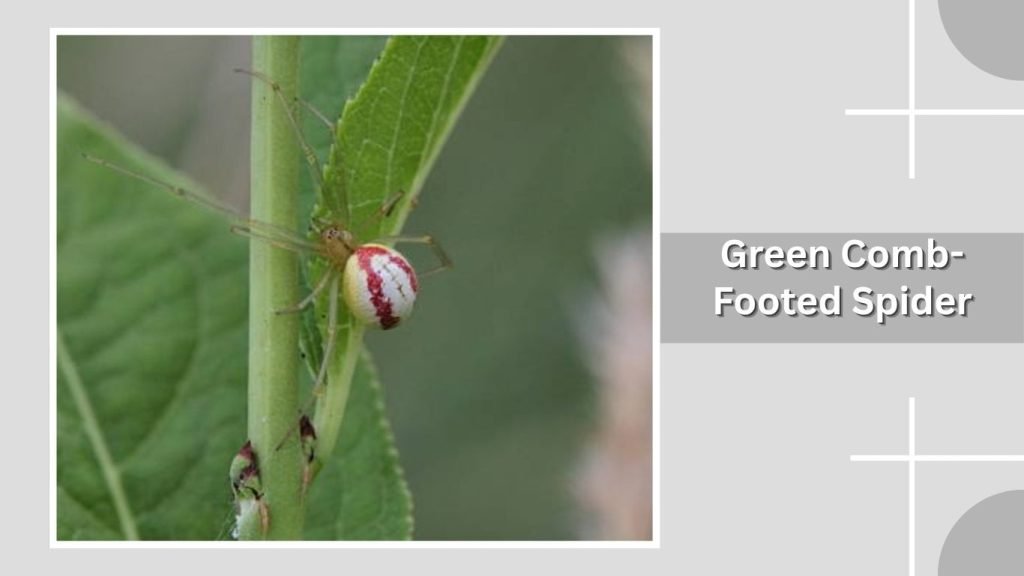 Green Comb-Footed Spider