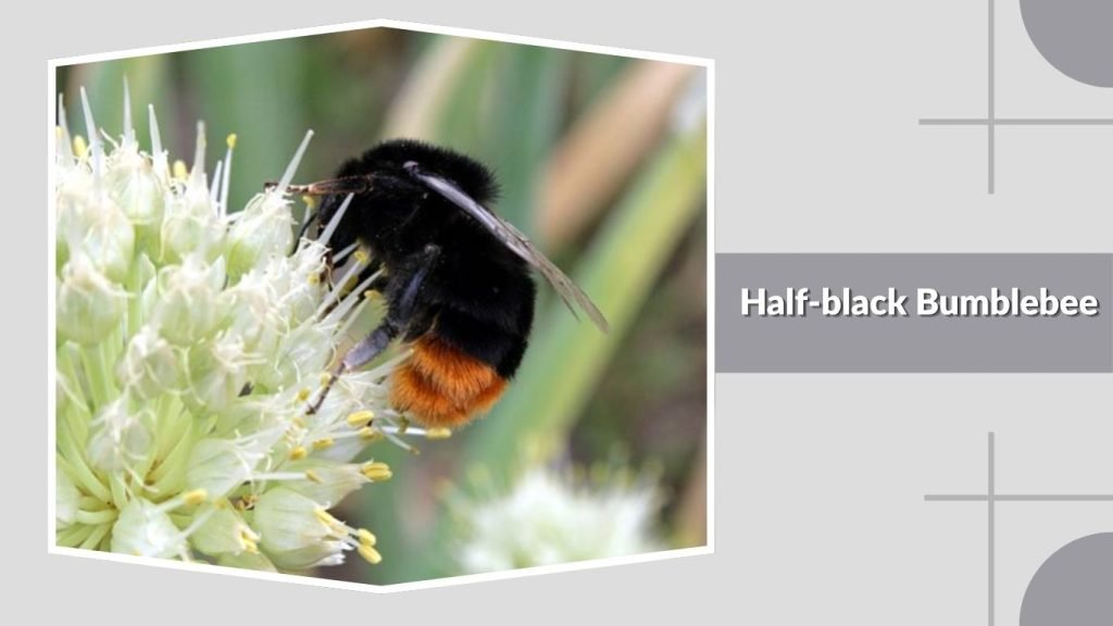  Half-black Bumblebee
