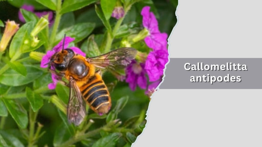 Callomelitta antipodes