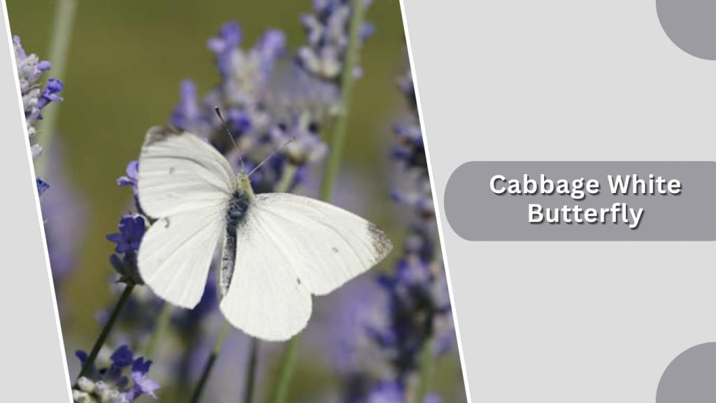 Cabbage White Butterfly