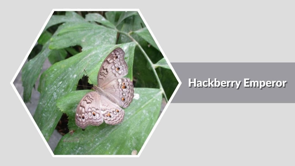 Hackberry Emperor