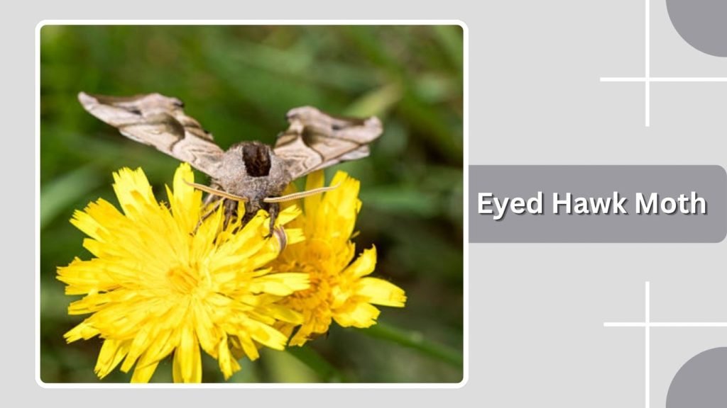Eyed Hawk Moth