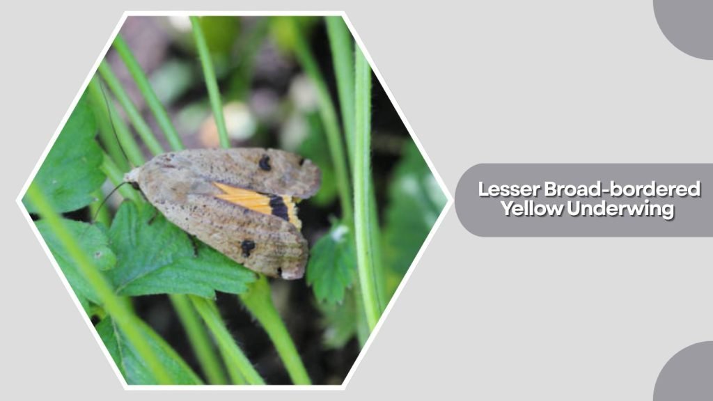  Lesser Broad-bordered Yellow Underwing