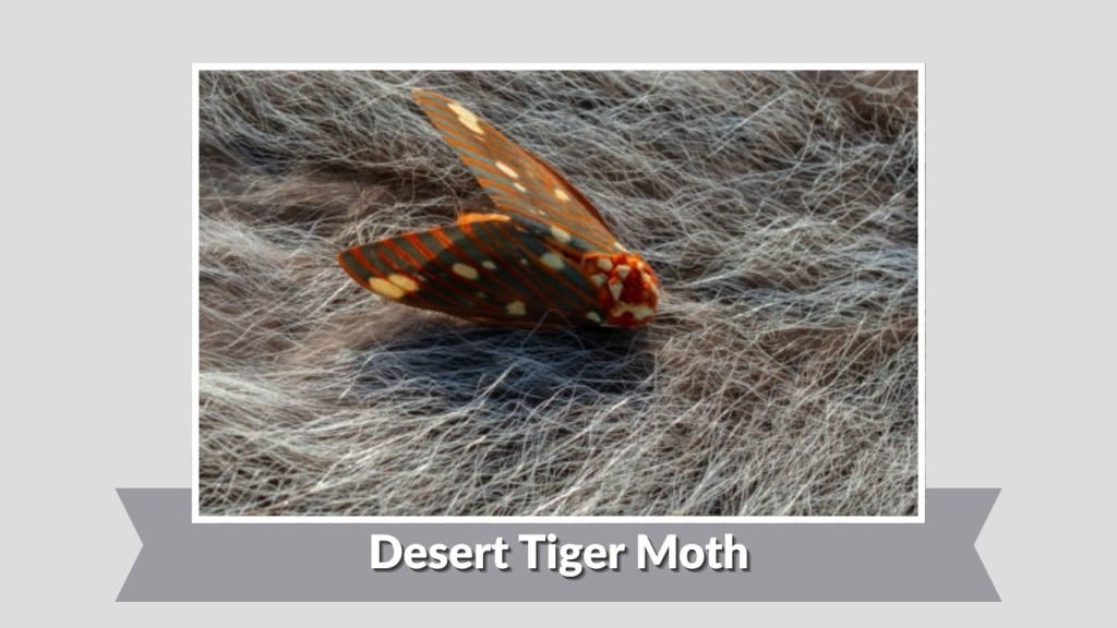 Desert Tiger Moth