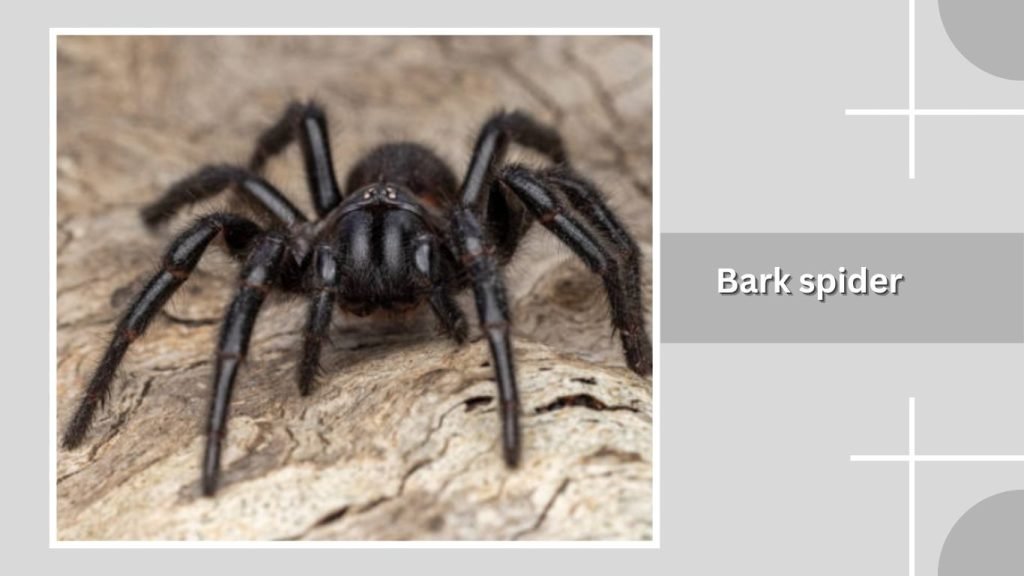 Bark spider