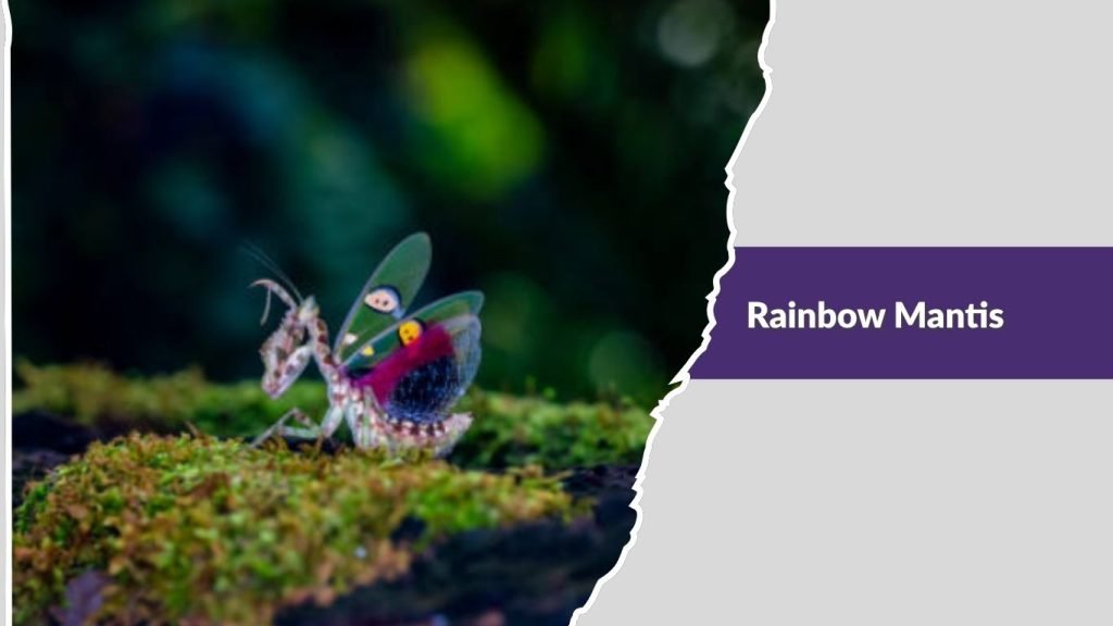 Rainbow Mantis