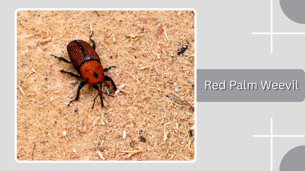 Red Palm Weevil