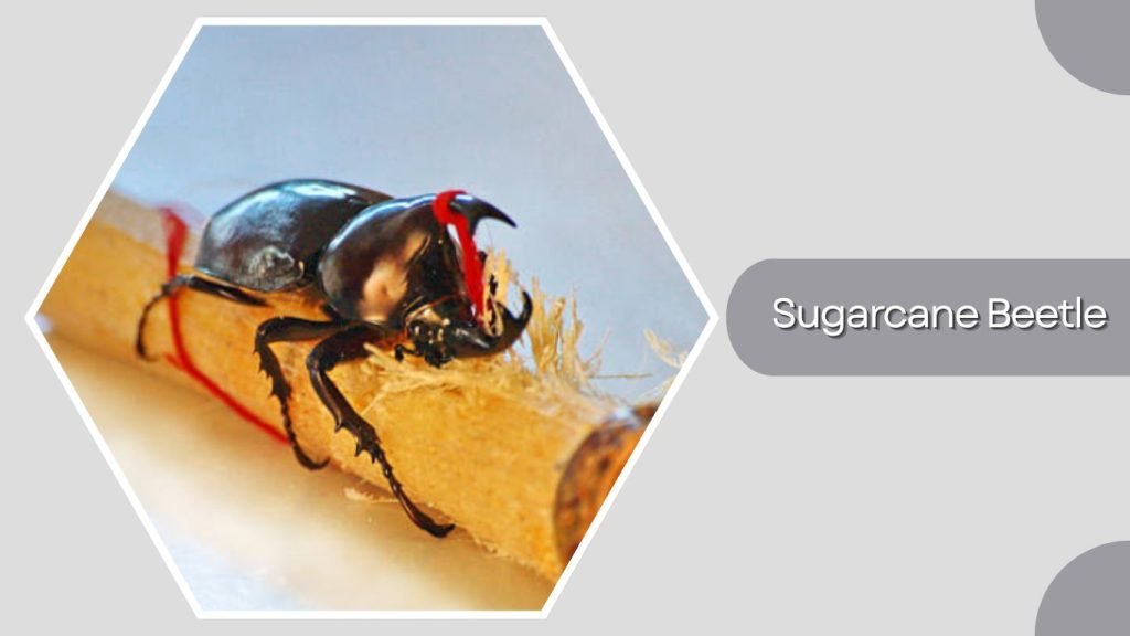 Sugarcane Beetle