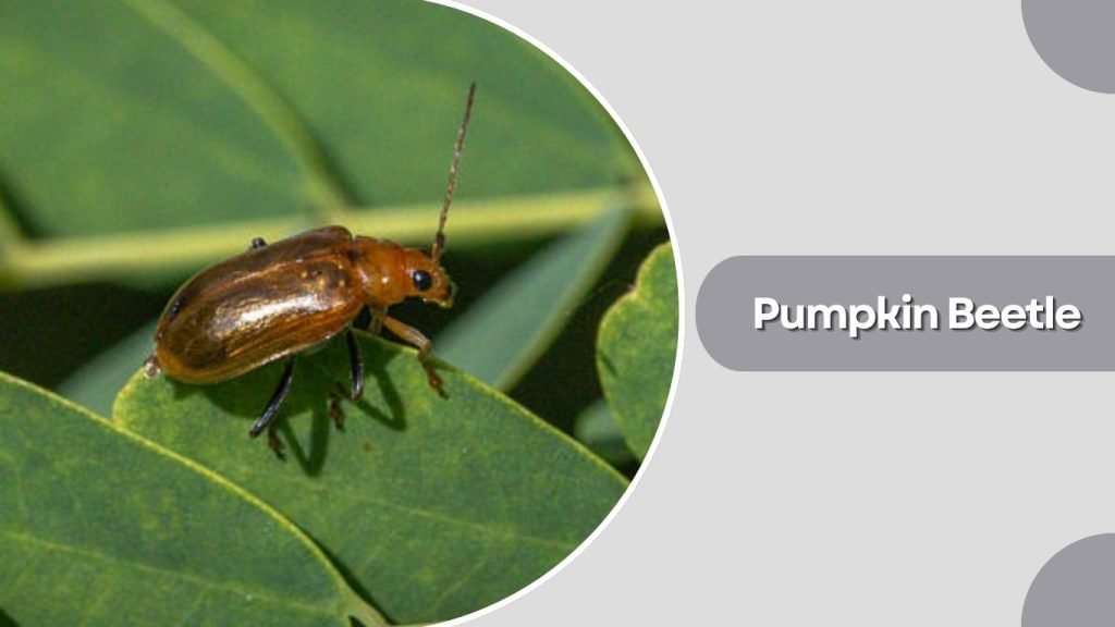 Pumpkin Beetle