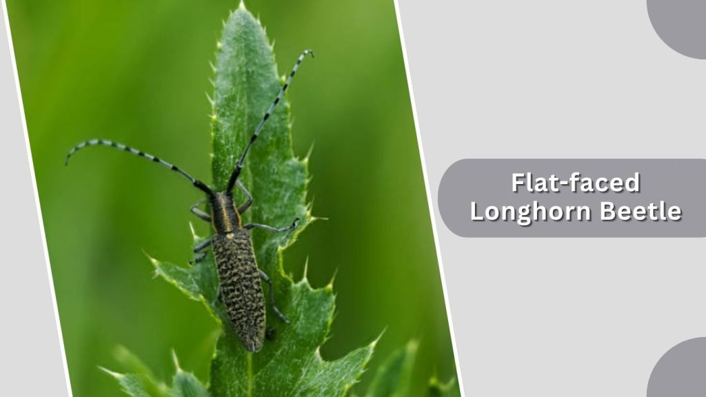 Flat-faced Longhorn Beetle