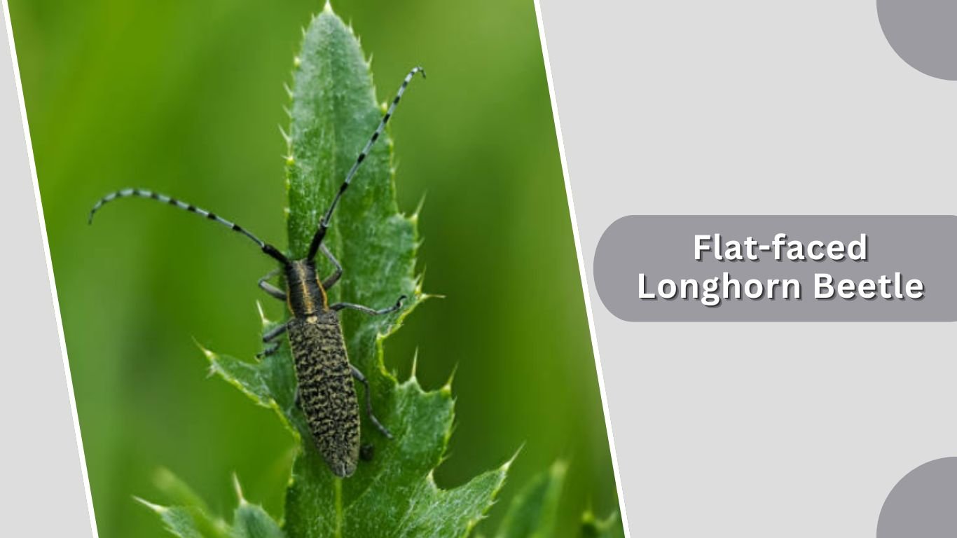 25 Types of Longhorn Beetles: Identification Guide