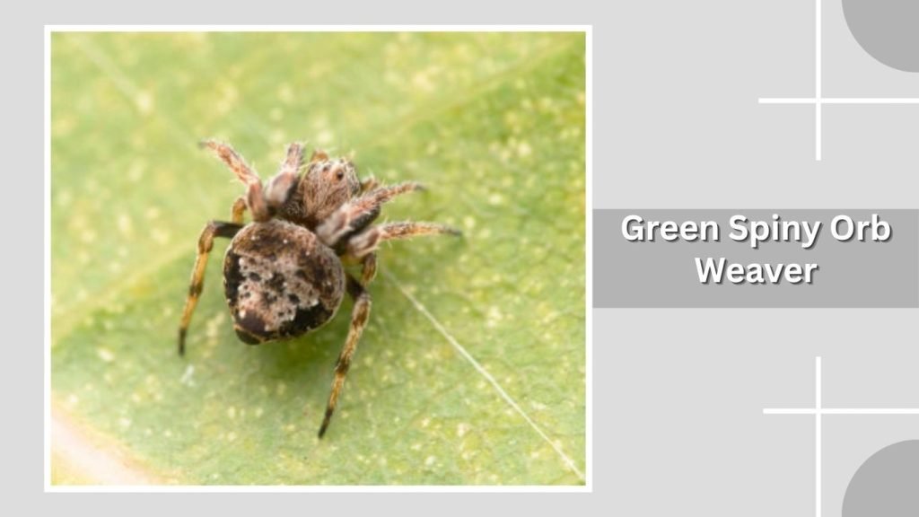 Green Spiny Orb Weaver