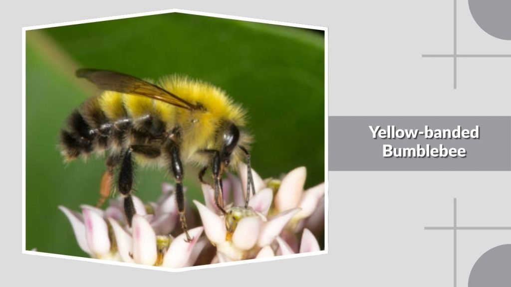Yellow-banded Bumblebee