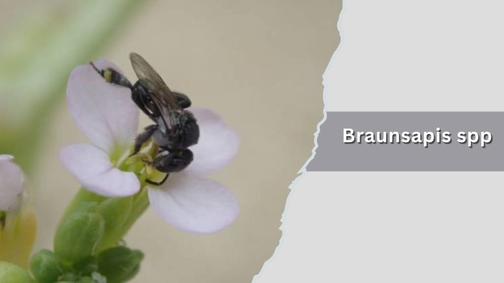 Braunsapis spp
