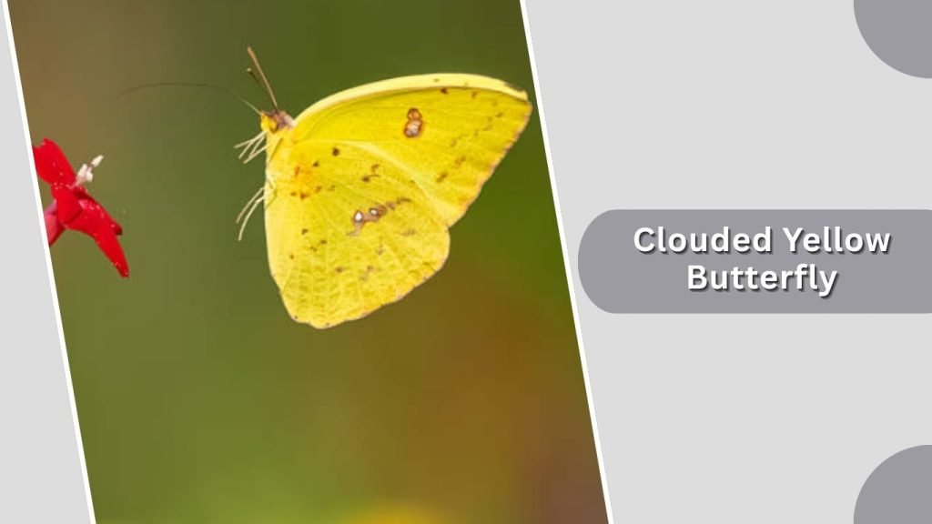 Clouded Yellow Butterfly