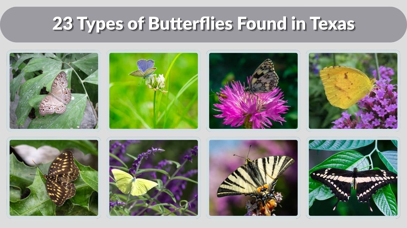 23 Types of Butterflies Found in Texas: Identification with Pictures 