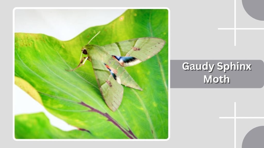Gaudy Sphinx Moth