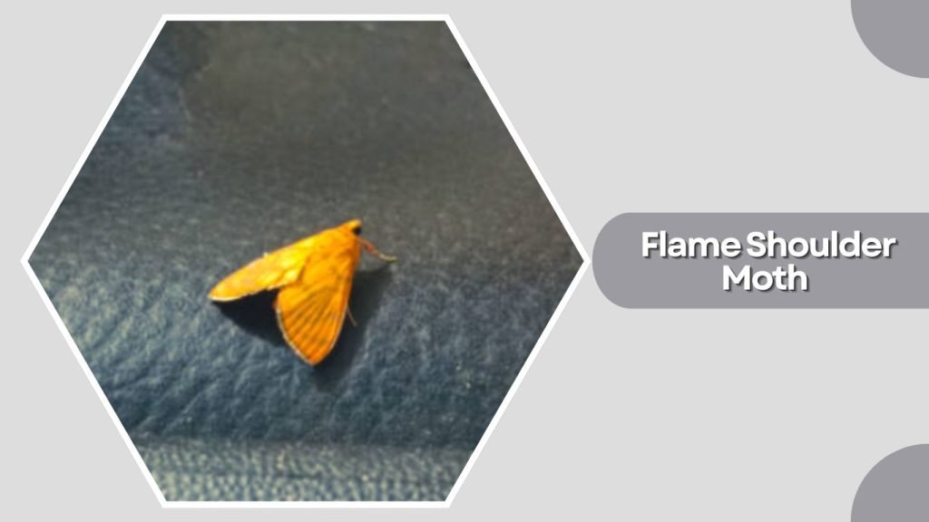 Flame Shoulder Moth