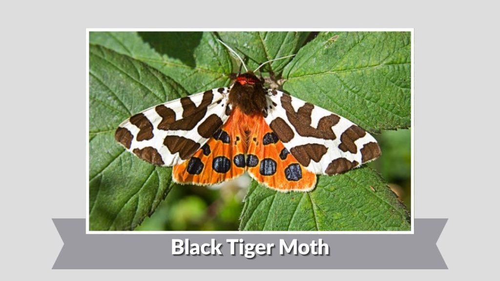 Black Tiger Moth