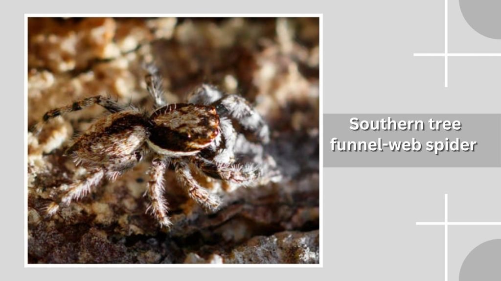 Southern tree funnel-web spider