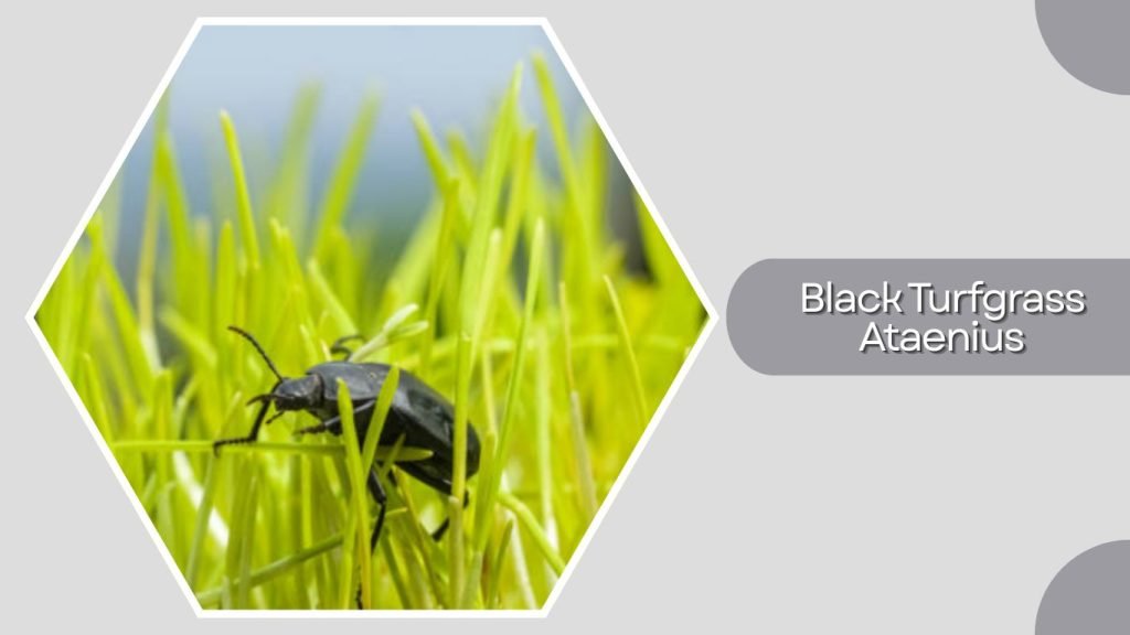  Black Turfgrass Ataenius
