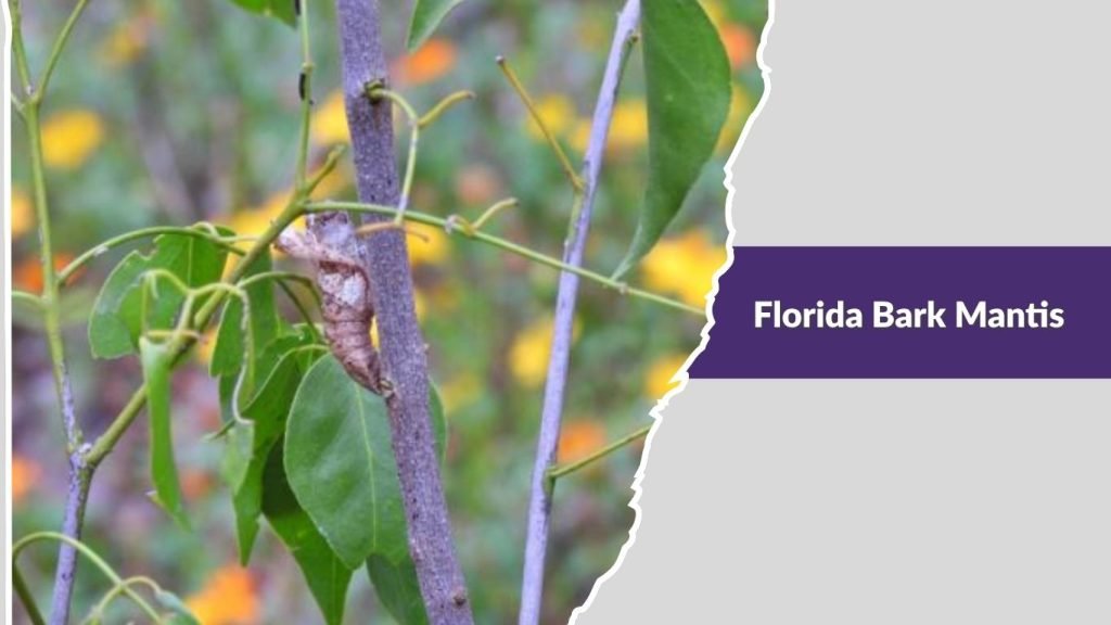 Florida Bark Mantis