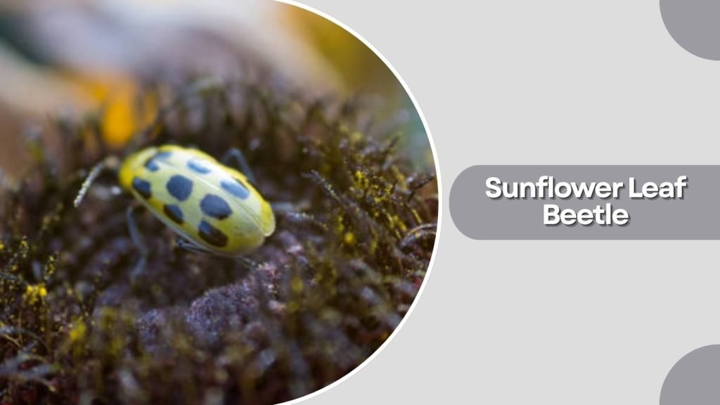 Sunflower Leaf Beetle