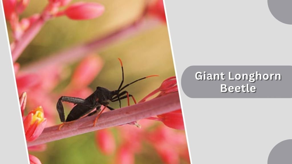 Giant Longhorn Beetle