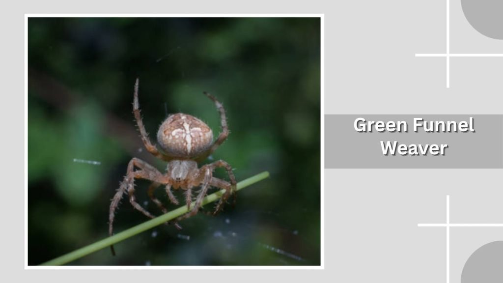 Green Funnel Weaver