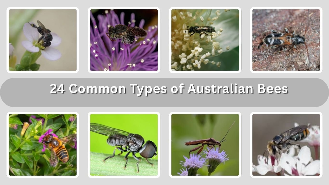 24 Common Types of Australian Bees: Identification with Pictures 