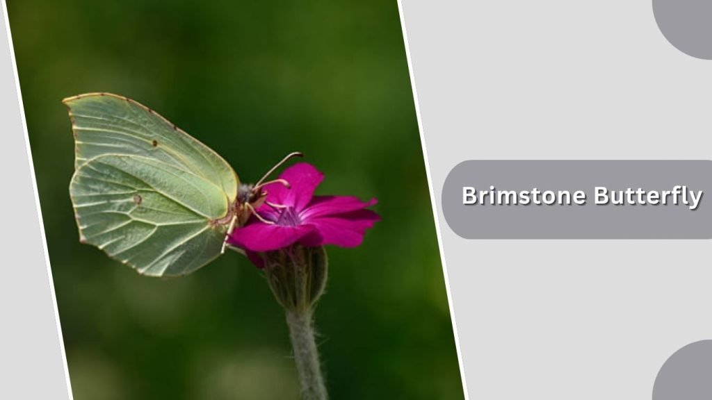 Brimstone Butterfly