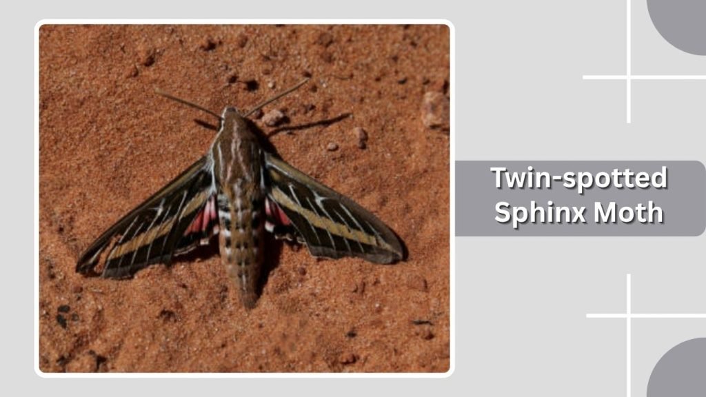 Twin-spotted Sphinx Moth