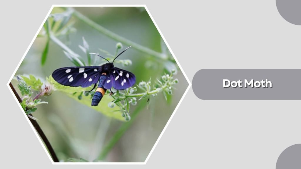Dot Moth